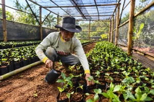 Coffee nursery and local agriculture